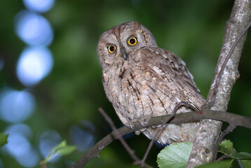 Eurasian scops owl, Otus scops. A bird sits on a branch and looks down