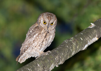 Eurasian scops owl, Otus scops. A bird sits on a branch and looks down