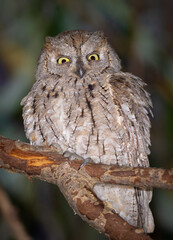 Eurasian scops owl, Otus scops. A bird sits on a branch, looking into the camera lens
