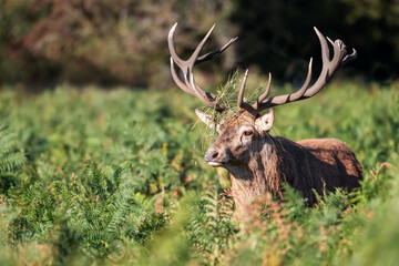 Portrait of a red deer stag during the rut in autumn