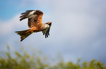 Red kite in flight against blue sky