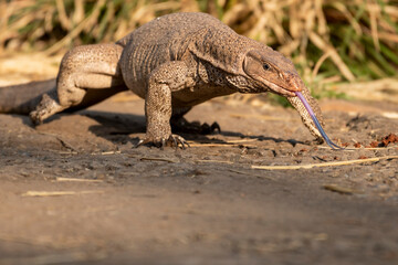 Obraz premium monitor lizard or bengal monitor or common indian monitor or varanus bengalensis tongue sticking out full length portrait to take smell in environment in outdoor wildlife safari at forest of india