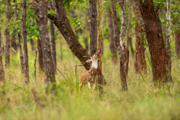 Spotted deer or Chital or axis axis rubbing his antlers on the base of trees in rut season to mark territory and show dominance and intimidate other bucks in natural scenic forest national park India