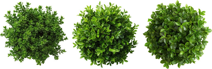 Fototapeta premium green grass isolated on transparent background, Bush PNG, top view plants nature
