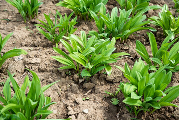 two planted beds with wild garlic in the yard without people