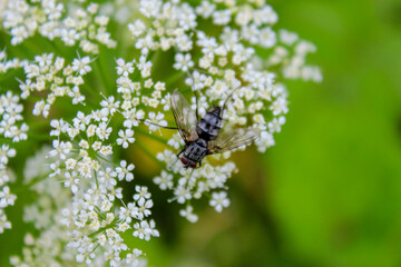 Close-up of a fly on white small flowers on a green background in spring.