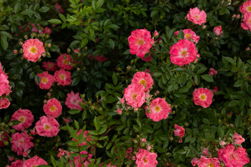 light pink small rose blooms on a bush