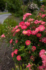 light pink small rose blooms on a bush city summer