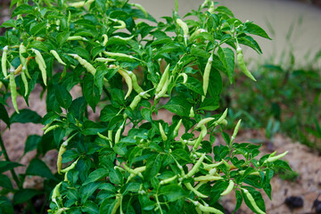 Fresh  chili peppers in vegetable garden