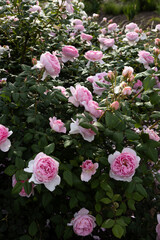 Summer landscape with pink damask roses
