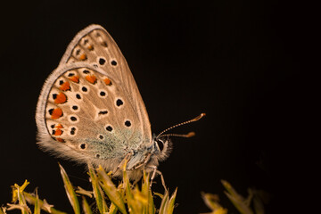 Macro shots, Beautiful nature scene. Closeup beautiful butterfly sitting on the flower in a summer garden.


