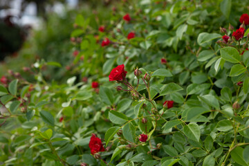 Nature landscape with red roses flowers green background in garden