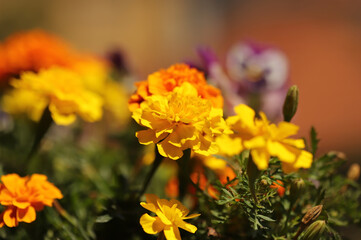 Colorful flowers in the garden
