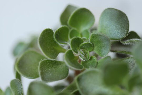 Aeonium domesticum plant (Aichryson domesticum)