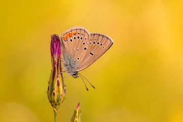 Selbstklebende Fototapeten Macro shots, Beautiful nature scene. Closeup beautiful butterfly sitting on the flower in a summer garden.   © blackdiamond67