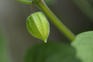 Physalis peruviana in the garden