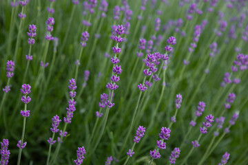 mountain lavender blooms on a bush