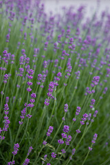 mountain lavender blooms on a bush flowers background