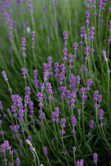 Fototapeta premium mountain lavender blooms on a bush flowers summer background