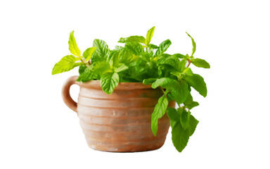 Naklejka premium fresh green mint bush growing in a pot, isolated on transparent background 
