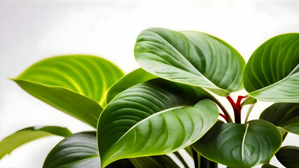 Obraz premium Money, Money plant, Money plant in pot, Money plant in house, Money plant branch, Money plant leaves, Money flowers, Money Plant isolated, 