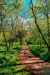 Sunny Forest Path Through Summer Trees