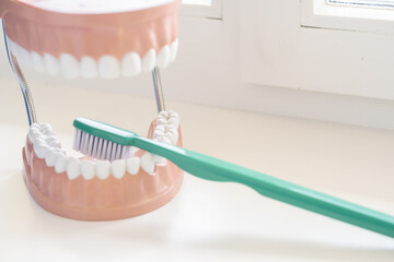 decoration of a human jaw and a toothbrush in a dentist's office	