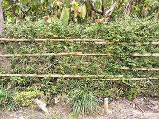 Plants are made as fences with bamboo as straighteners