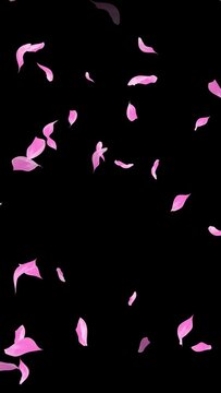 Loop Pink Petals Falling, Black Background, white Background, blue Background