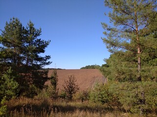 Obraz premium Field for sowing wheat. Among the forest, trees and bushes. Agriculture.
