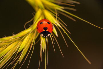 Macro shots, Beautiful nature scene.  Beautiful ladybug on leaf defocused background