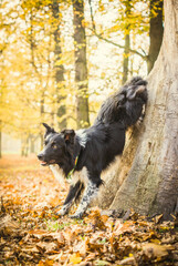 Autumn dogs in the park