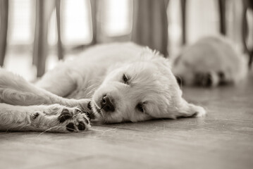 newborn golden retriever puppy sleeping on the floor and playing with his brother and sister