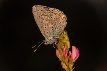 Macro shots, Beautiful nature scene. Closeup beautiful butterfly sitting on the flower in a summer garden.

