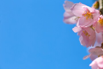 青空と桜の花