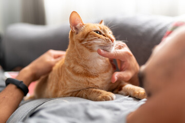 young man lying on a sofa interacts with a brown domestic cat © magui RF