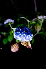 紫陽花