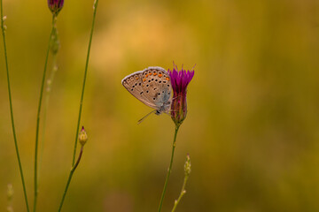 Macro shots, Beautiful nature scene. Closeup beautiful butterfly sitting on the flower in a summer garden.

