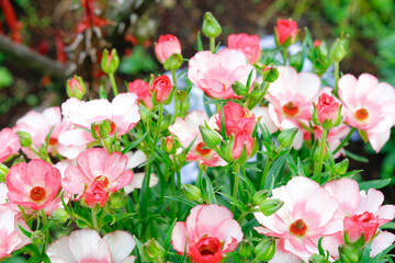 pink flowers in garden