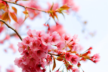 pink cherry blossom