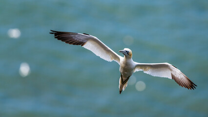 Northern Gannet, Morus bassanus, birds in flight over cliffs, Bempton Cliffs, North Yorkshire, England