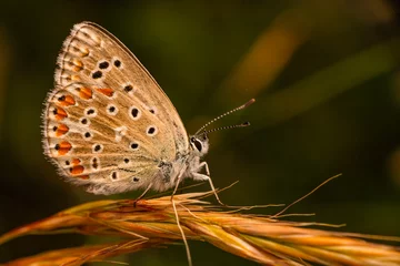 Fototapete Macro shots, Beautiful nature scene. Closeup beautiful butterfly sitting on the flower in a summer garden.   © blackdiamond67