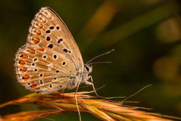 Macro shots, Beautiful nature scene. Closeup beautiful butterfly sitting on the flower in a summer garden.


