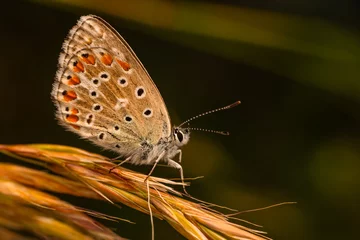 Fototapete Macro shots, Beautiful nature scene. Closeup beautiful butterfly sitting on the flower in a summer garden.   © blackdiamond67