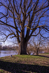 Obraz premium Hiking on Gsruet Danube Island Straubing in Bavaria