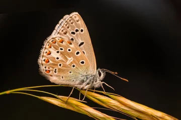 Gordijnen Macro shots, Beautiful nature scene. Closeup beautiful butterfly sitting on the flower in a summer garden.   © blackdiamond67