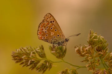 Fotobehang Macro shots, Beautiful nature scene. Closeup beautiful butterfly sitting on the flower in a summer garden.   © blackdiamond67