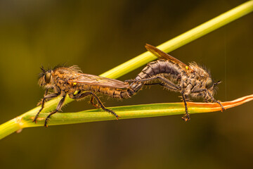 Macro shot of a robber fly in the garden
