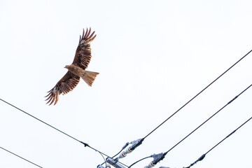 飛翔する美しいトビ（タカ科）。
日本国神奈川県三浦市荒井浜。
2024年6月撮影。
Beautiful Black Kite (Milvus migrans) in flight.
