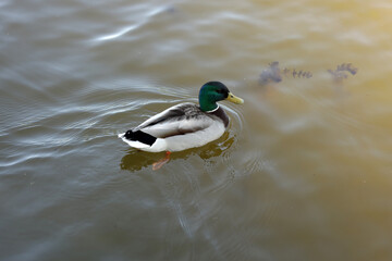 Wild duck swimming in the river